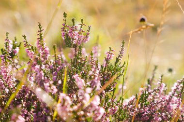 Güzel yabani çiçekler, doğal manzara.