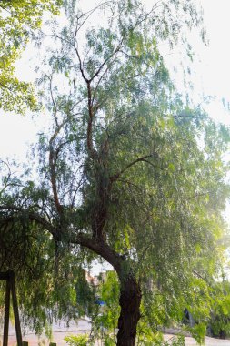 Şehirdeki yaşlı ağaç.