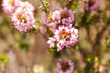 Bahçedeki güzel çiçekler