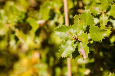 Üzüm yaprakları sarmaşıkta, alanın derinliğine dikkat edin.