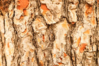 Ağaç kabuğunun dokusu