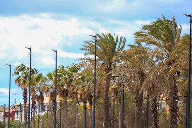 Valencia İspanya 'da palmiye ağaçları