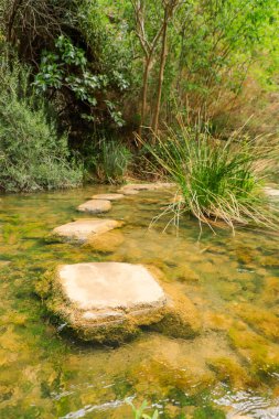 Ormandaki küçük nehir