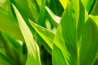 Bahçedeki yeşil çimlerin manzarasını kapat.