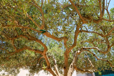 Kudüs şehrinde güneşli bir günde parkta yeşil bir zeytin ağacı.