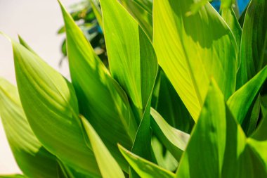 Doğadaki yeşil yaprakları kapatın. arkaplan