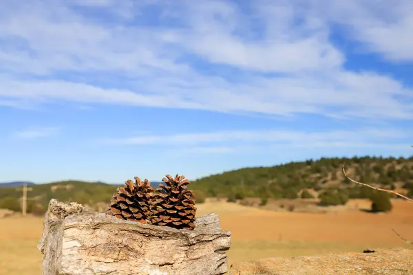 Çam ormanında çam kozalağı