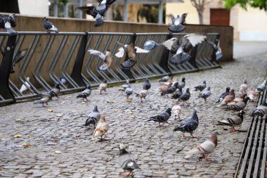 Şehirdeki kuşlar..