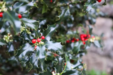 Ağaçta kırmızı Noel meyveleri.