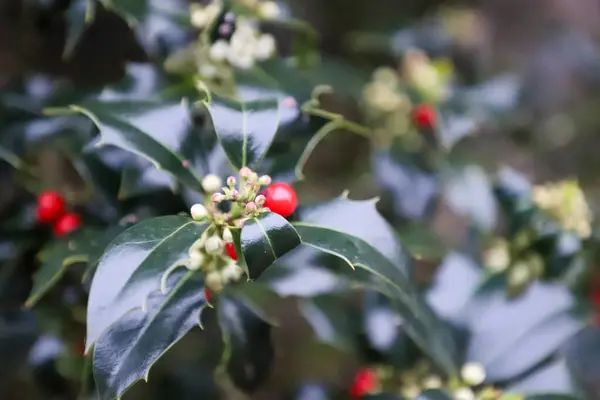 Kutsal çilek ve böğürtlen