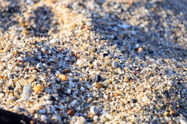 Kumsalda deniz kabukları