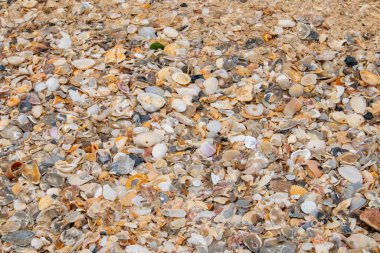 Tayland Nakornsrithammarat 'taki Pak Phanang bölgesinde kumsal dokusu.