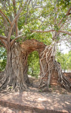 Wat Phra Ngam 'daki Buda Heykeli ve manzara Phra Nakhon Si Ayutthaya, Tayland