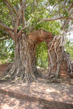 Wat Phra Ngam 'daki Buda Heykeli ve manzara Phra Nakhon Si Ayutthaya, Tayland