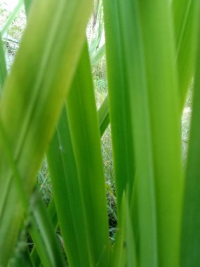 Bush filminde güzel, uzun yapraklı arka plan