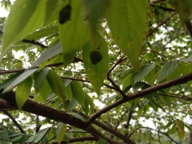 kiraz ağacı arkaplan resmi bırakır