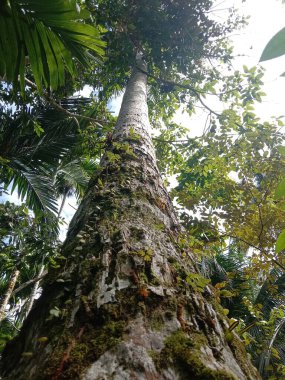 Yosun dolu bir hindistan cevizi sandığı.