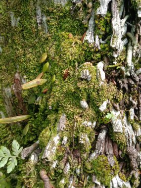 Ahşap arka planda güzel yeşil yosun