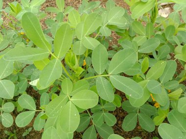 Toprak arka planda küçük yer fıstığı bitkisi