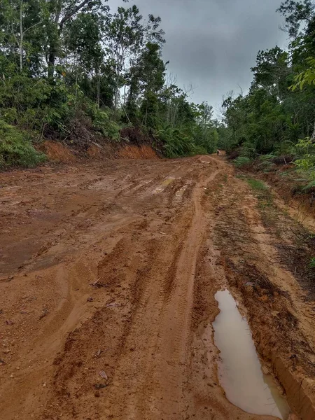 muddy road in borneo jungle background