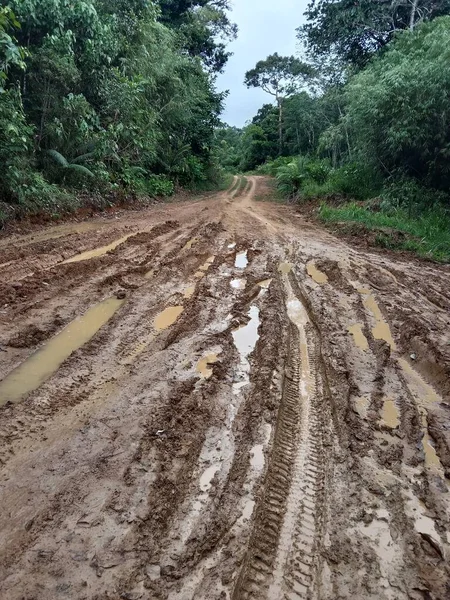 muddy road with bike trail in borneo jungle background