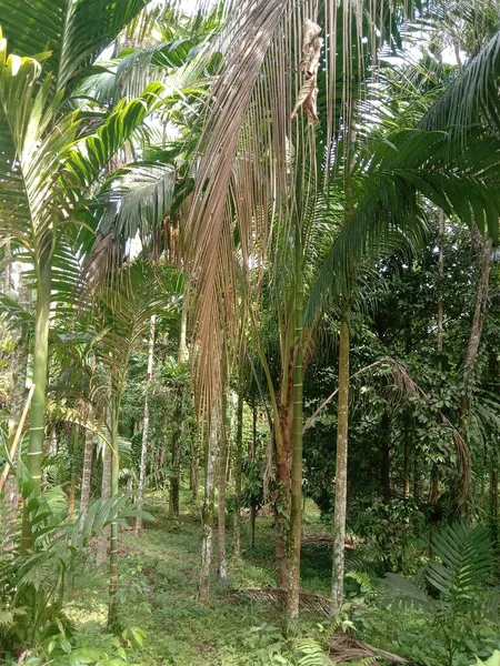 Dried Coconut Leaves Tropical Jungle Sumatra — Stock Photo, Image