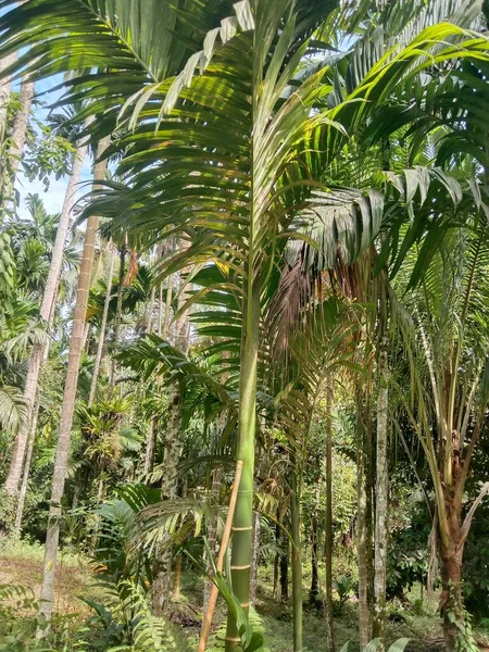 pinanga palm is growing in the jungle background