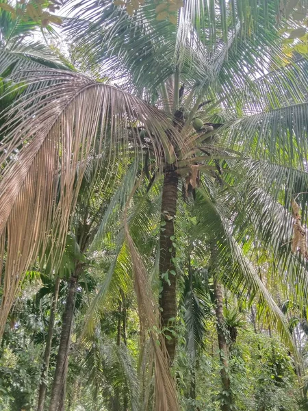 Cocotier Tropical Aux Noix Coco Dans Jungle — Photo