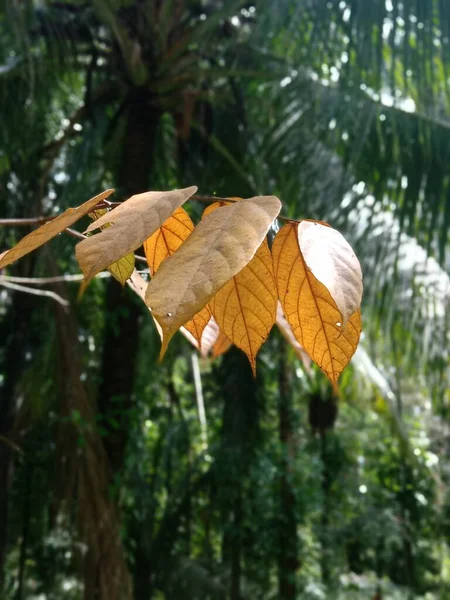 Коричневые Листья Качаются Среди Дерева Боке — стоковое фото