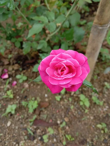 Vacker Rosa Ros Efter Med Dagg — Stockfoto