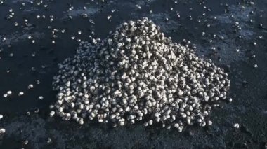 Kafatası yığını. Apocalypse ve Darmagddon konsepti. Gerçekçi sinematik 4k animasyon