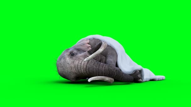 Éléphant Dort Sous Une Couverture Animation Réaliste Écran Vert — Video