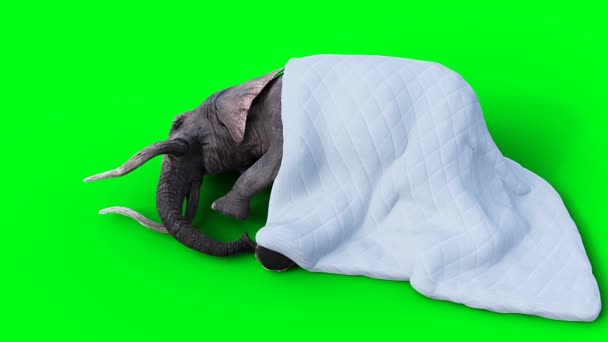 大象睡在毯子下 现实的4K绿色屏幕动画 — 图库视频影像
