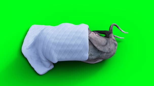 大象睡在毯子下 现实的4K绿色屏幕动画 — 图库视频影像