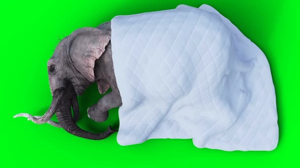Elefant Schläft Unter Einer Decke Realistische Green Screen Animation — Stockvideo