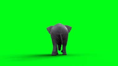 Afrika fili boşta. 3d oluşturma