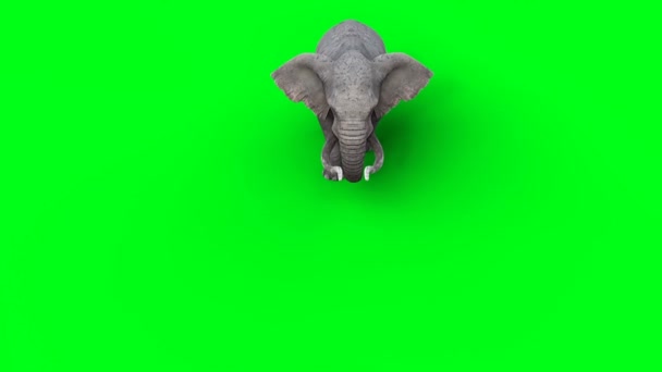 Afrikaanse Olifant Lopen Groen Scherm — Stockvideo