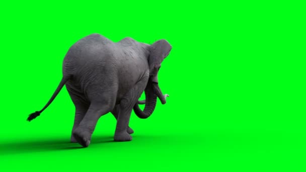 Afrikai Elefánt Séta Zöld Képernyő — Stock videók