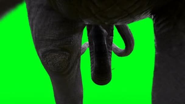 Afrykański Spacer Słonia Zielony Ekran — Wideo stockowe