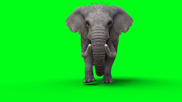 Caminhada Elefantes Africanos Tela Verde — Vídeo de Stock