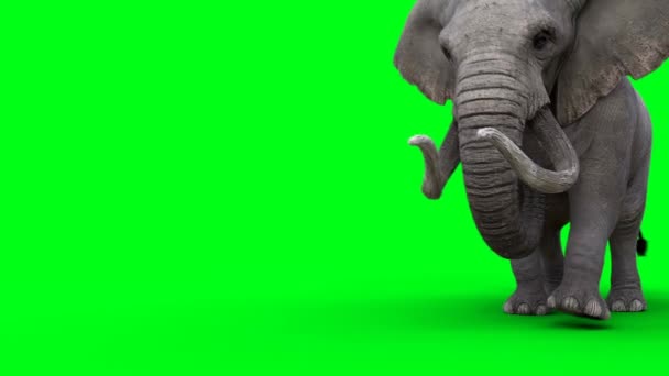 Αφρικανός Ελέφαντας Περπατάει Πράσινη Οθόνη — Αρχείο Βίντεο