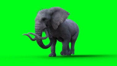 Afrika fil yürüyüşü. Yeşil Ekran 4