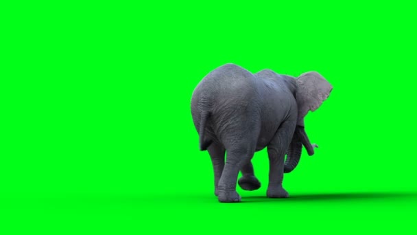 アフリカゾウの散歩 グリーン スクリーン — ストック動画