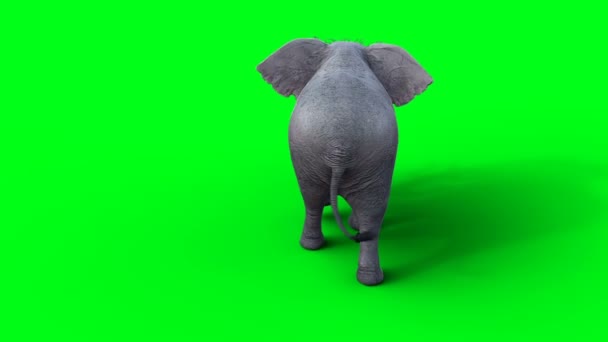非洲象走路 绿色屏幕4 — 图库视频影像