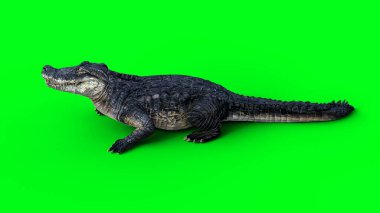 Saldırgan timsah, timsah, sürüngen 3D görüntüleme.