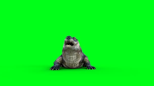 Праздный Агрессивный Крокодил Аллигатор Рептилия Зеленый Экран Изолировать — стоковое видео