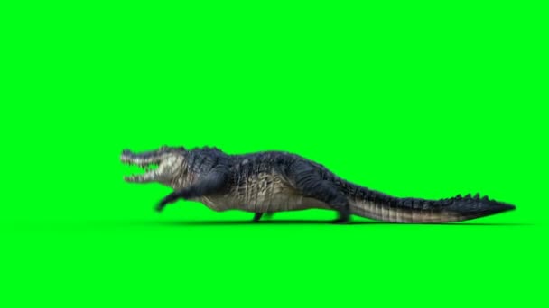 Correndo Crocodilo Agressivo Jacaré Réptil Isolar Tela Verde — Vídeo de Stock