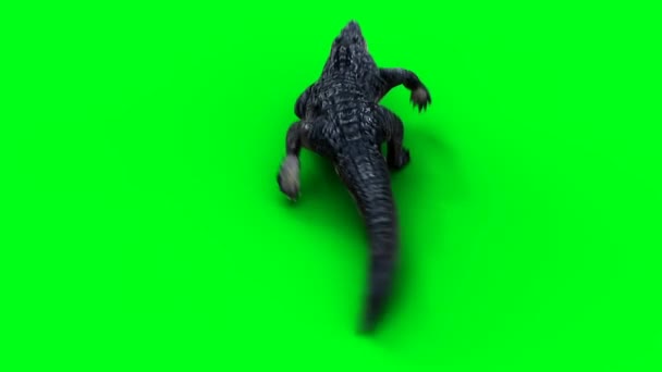 Aggressives Krokodil Alligator Reptil Green Screen Isolieren — Stockvideo