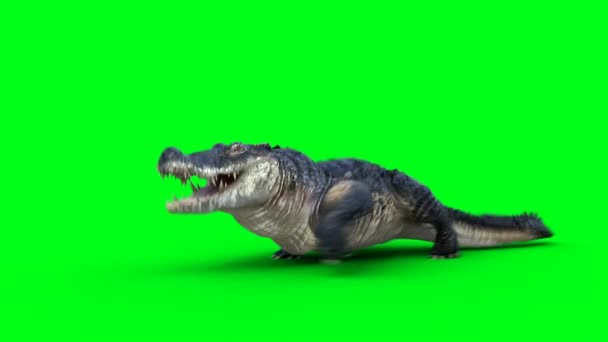 Correndo Crocodilo Agressivo Jacaré Réptil Isolar Tela Verde — Vídeo de Stock