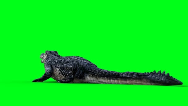 Bezczynny Agresywny Krokodyl Aligator Gad Izolat Zielonego Ekranu — Wideo stockowe